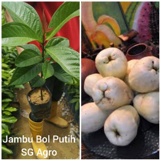 Anak Pokok Jambu Bol Putih Shopee Malaysia