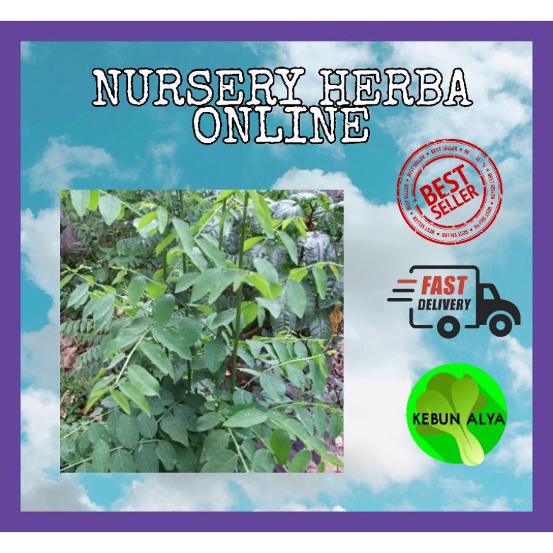 Buy Anak Pokok Pucuk Manis Seetracker Malaysia