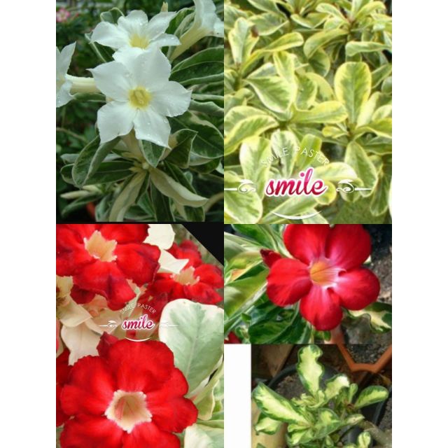 8 Pcs Adenium Obesum Seeds Variegated Leaves 沙漠玫瑰种子 富贵花种子 Shopee Malaysia