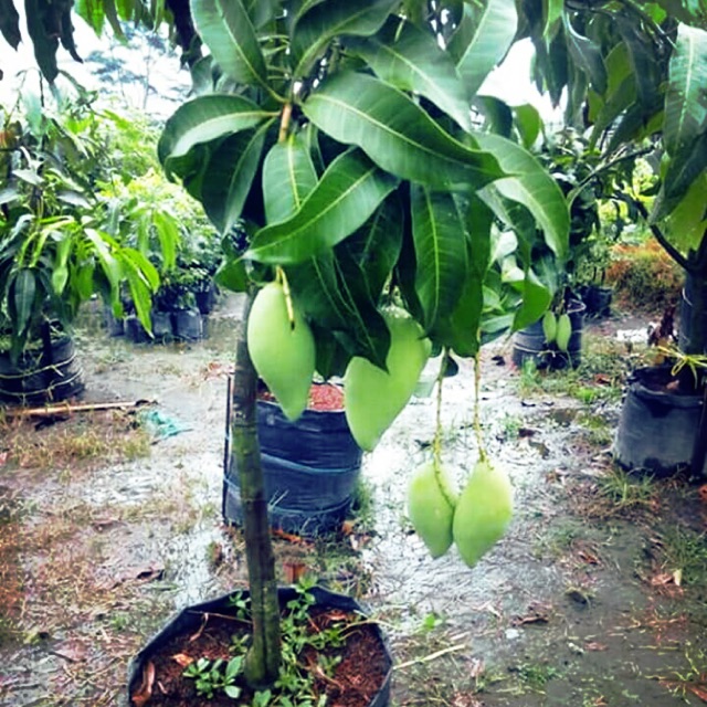  pokok mangga  harum manis kawen Shopee Malaysia