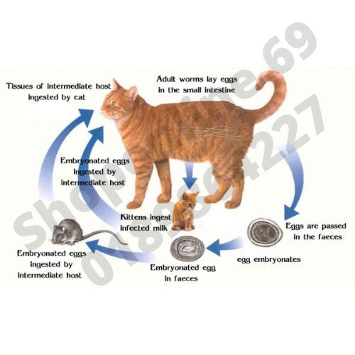 Buy ubat cacing untuk Kucing Dan Anjing  SeeTracker Malaysia