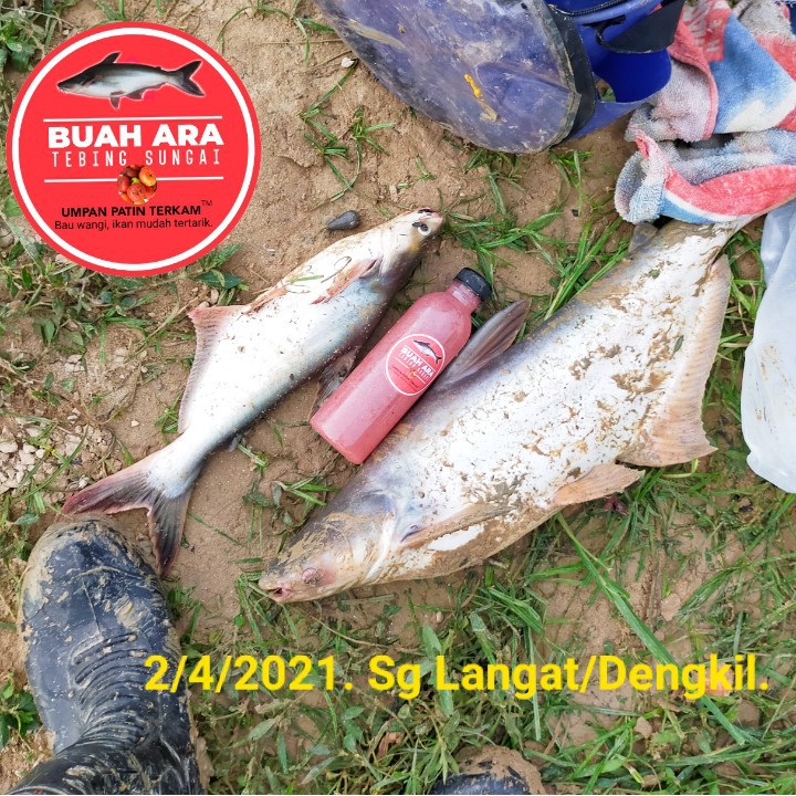 Umpan Ikan Patin Buah Ara Tebing Sungai Kualiti Premium 150ml 250ml Shopee Malaysia