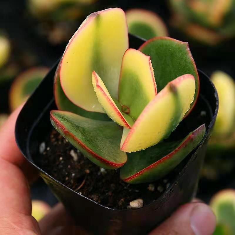 新花月锦 Crassula Ovata Tricolor Jade 是景天科青锁龙属的多肉植物 Shopee Malaysia