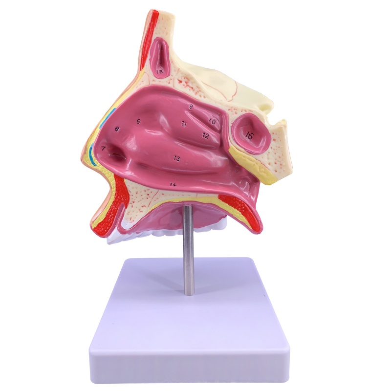 Human Nasal Cavity Anatomy Model / Nose Cavity Structure Medical ...