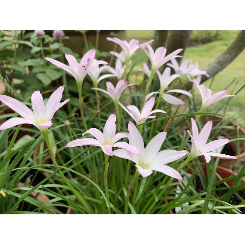 rain lily (first love) / pokok lily  Shopee Malaysia