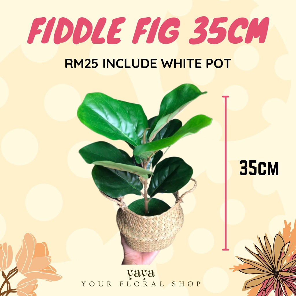  HOT Home Decor Fiddle Fig 35cm 85cm 126cm Termasuk Pasu 