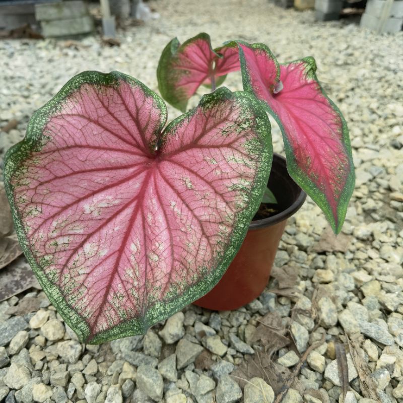 Rare Species Caladium Hybird-Pokok Keladi/Indoor Plant/ Real Live Plant ...