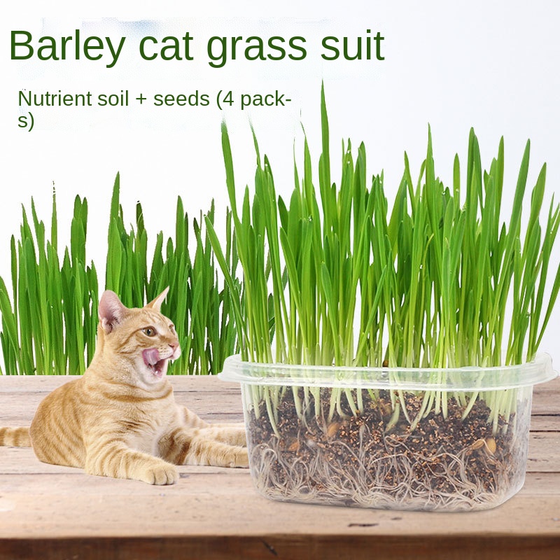 Grass planting set cat hair ball grass hydroponic cat grass soilless