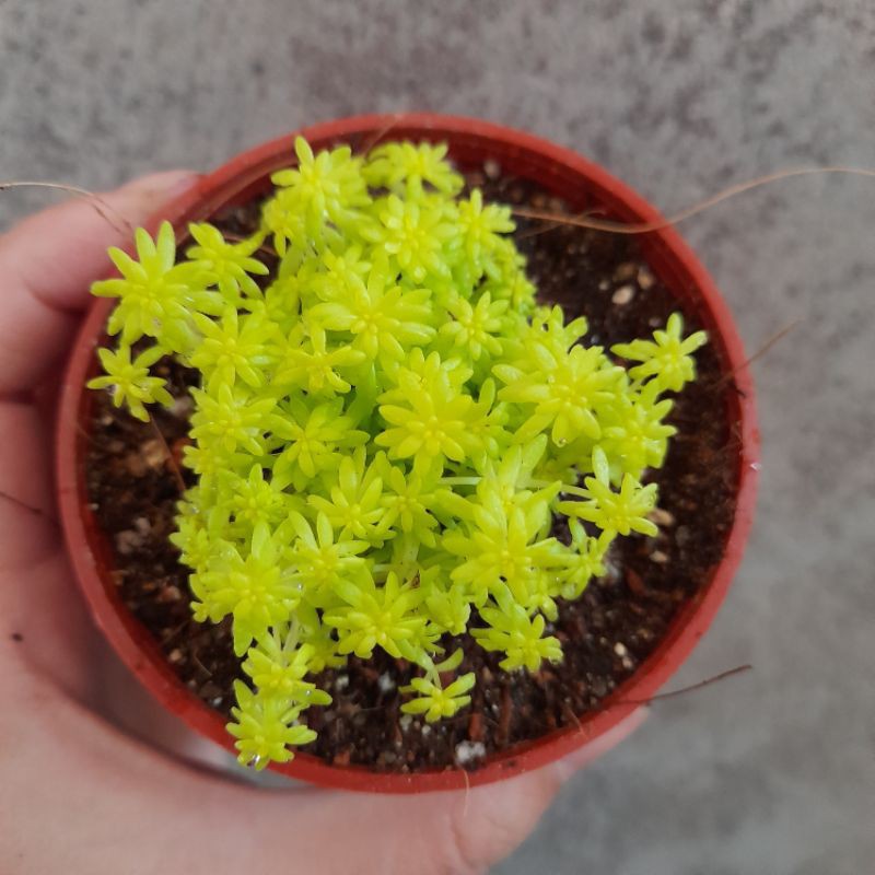 Buy 稀有succulent Plants 多肉植物de Plants Succulent Gold Moss 多肉 黄金万年草 L Size Seetracker Malaysia