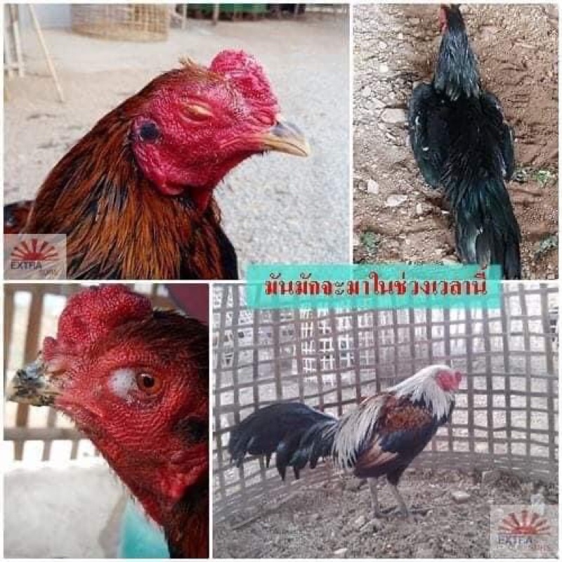Ubat Ayam Selsema Kahak Ngorok Seduan Puru Doxycyline
