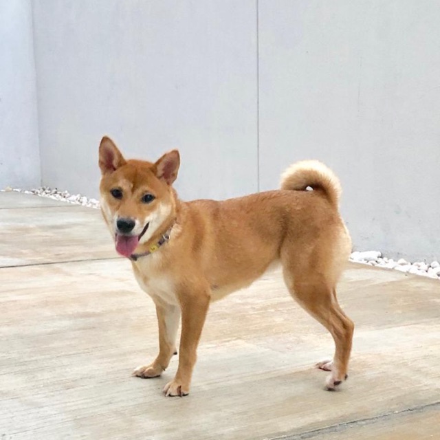 shiba inu for sale