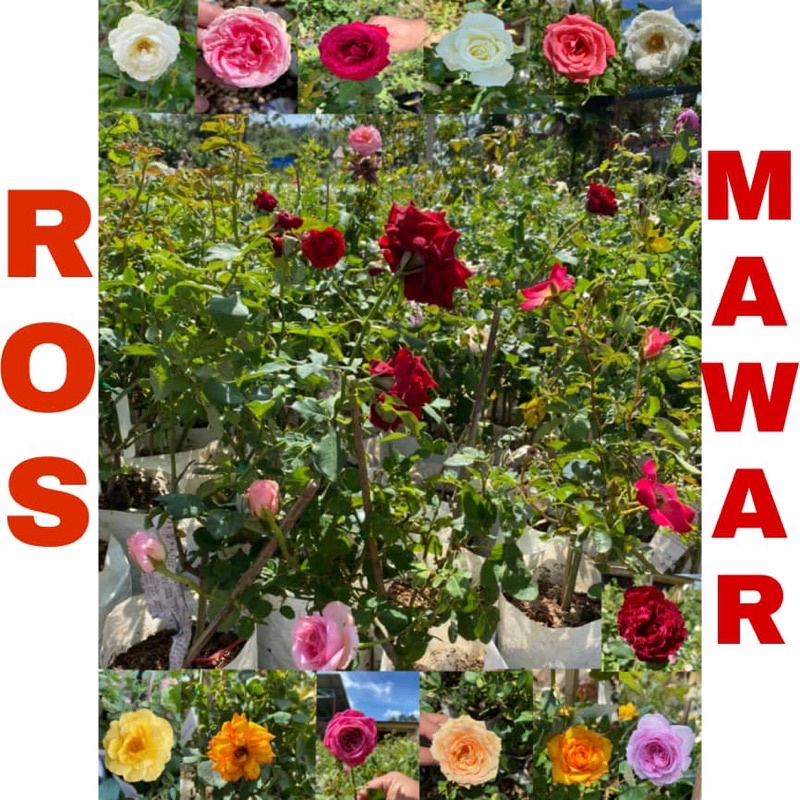 POKOK BUNGA ROSE MAWAR THAILAND LIVE PLANT (WANGI) MURAH!!!!! (POLIBAG 6 INCI)