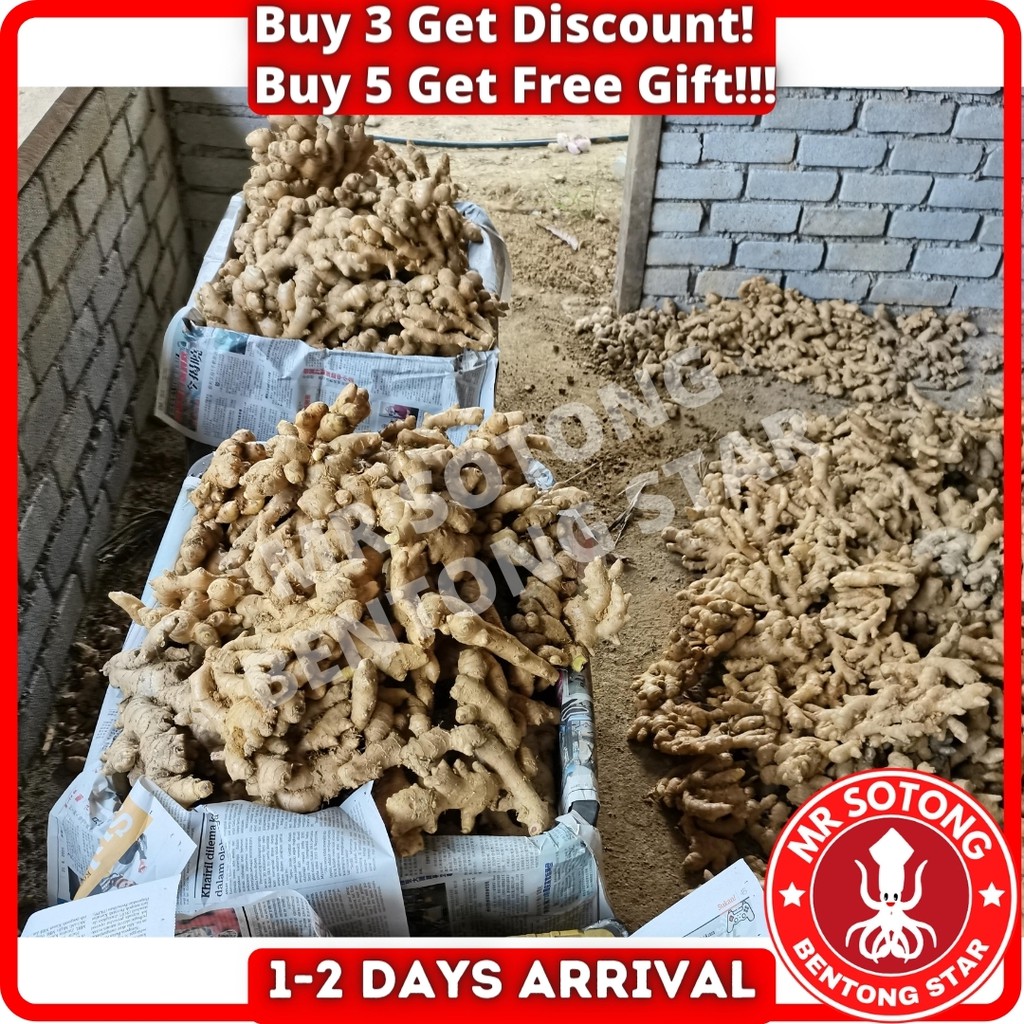 Halia Bentong 文冬姜 Grade a Bentong Ginger Mr Sotong Bentong Star Fresh 鱿鱼先生 Shopee Malaysia