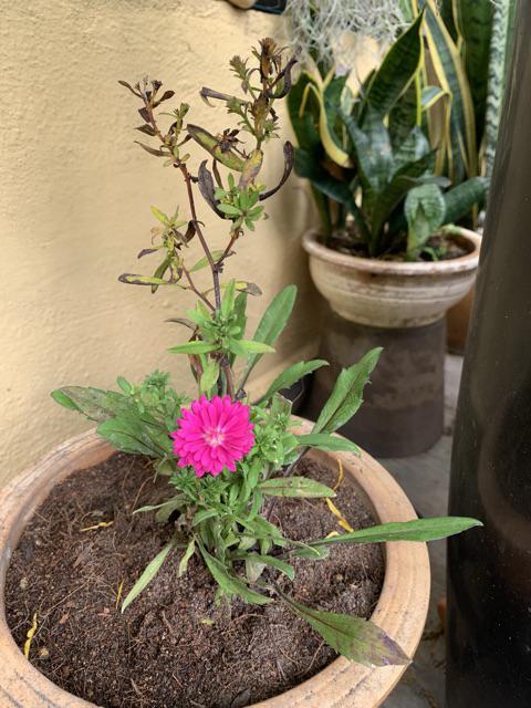 pokok bunga aster FAST SELLING Shopee Malaysia pokok bunga aster FAST SELLING Shopee Malaysia