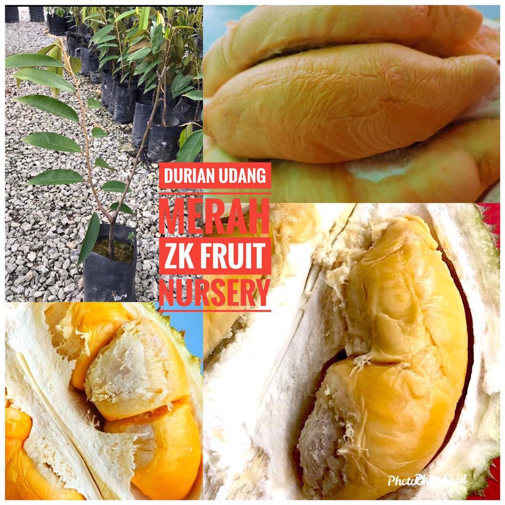 Anak Pokok Durian Udang Merah D175  Shopee Malaysia