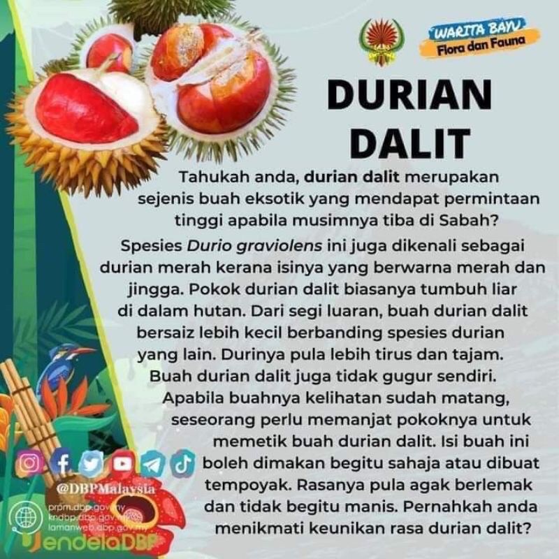 Pokok durian dalit Thai hybrid isi merah | Shopee Malaysia