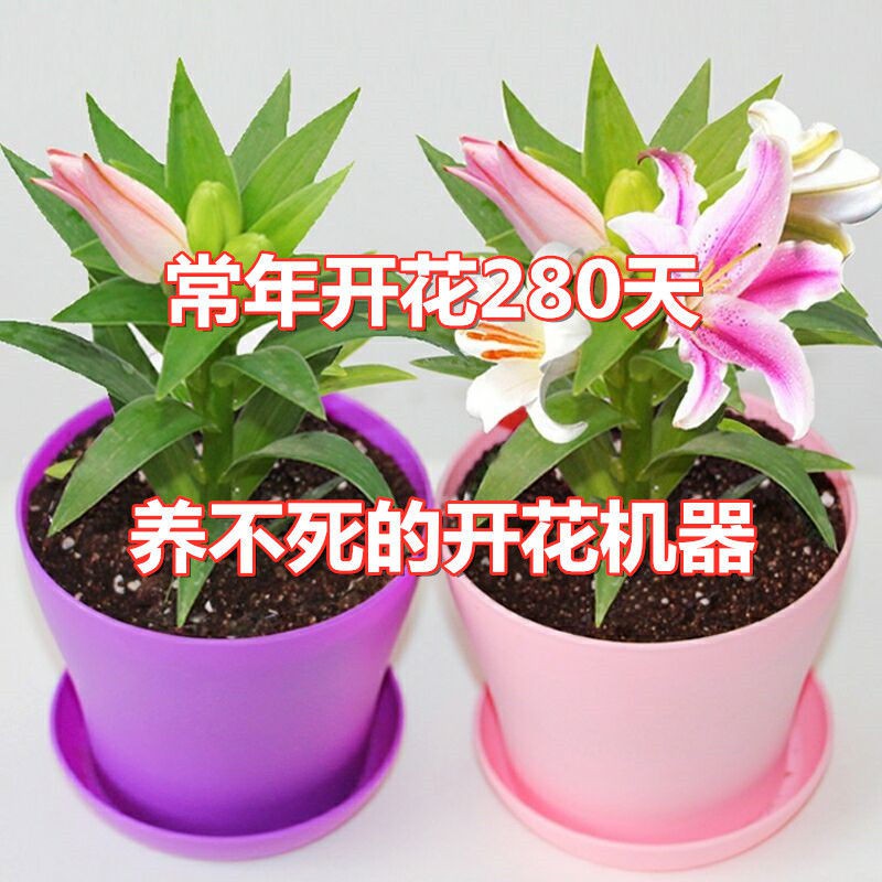 With Buds Shipped Four Seasons Planting Perfume Lily Bulbs P带芽发货四季种植香水百合种球盆栽 百合花种子室内外阳台花卉04 15
