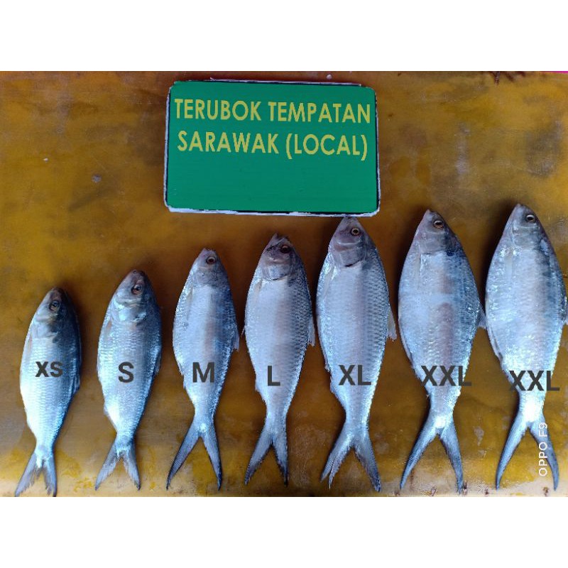Readystock Ikan Terubok Masin Sarawak Shopee Malaysia