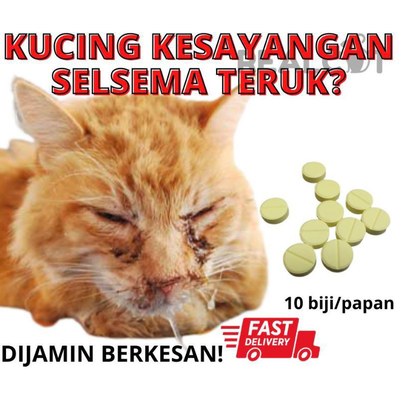 Ubat Untuk Kucing Selsema