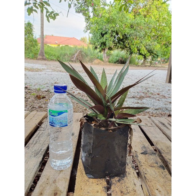 Pokok Hiasan Indoor dan Outdoor | Shopee Malaysia
