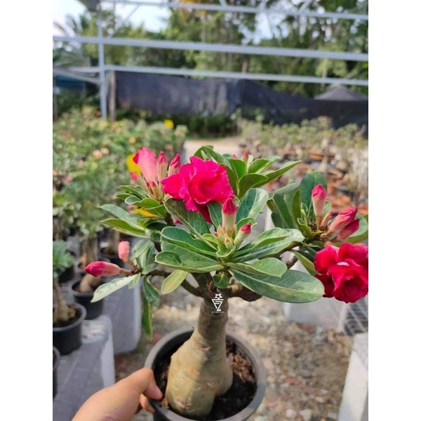 Buy Scl Adenium Pelbagai Warna Dan Jenis Bunga Seetracker Malaysia