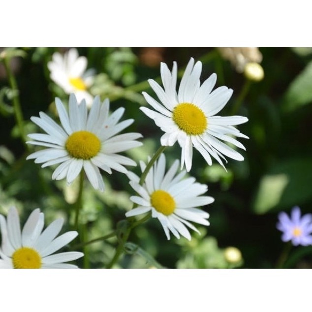 大滨菊种子leucanthemum Maximum Chrysanthemum Flower Seeds四季易活多年生花种籽子庭院阳台花卉种子西洋滨菊种子 Shopee Malaysia