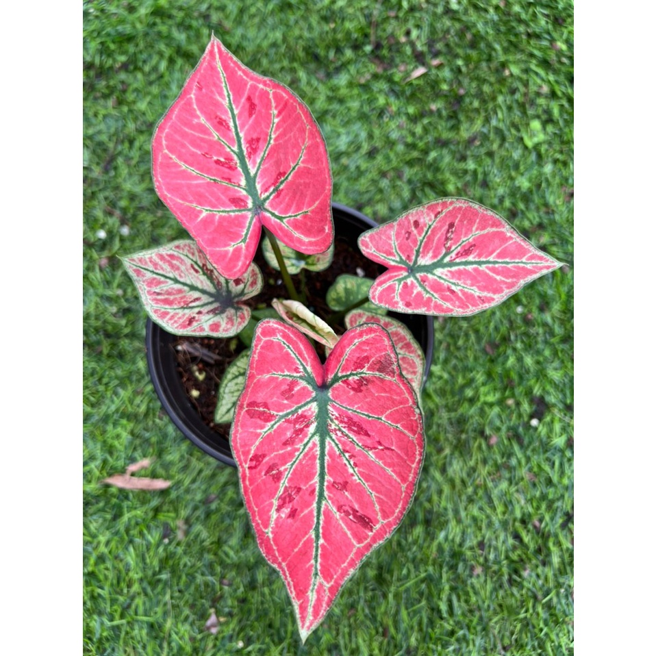 Caladium Strawberry Star Red (P110/130) | Shopee Malaysia