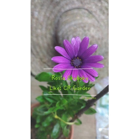 Buy African Daisy 5 Seeds 蓝目菊非洲菊5粒 Seetracker Malaysia