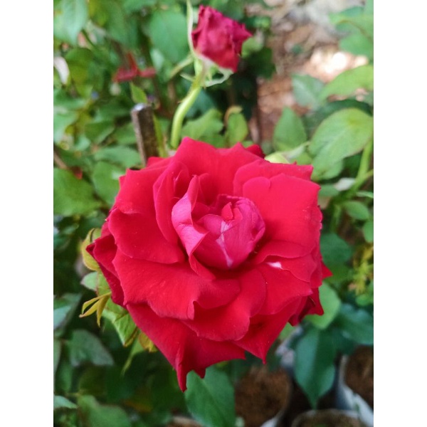 {NEW ARRIVAL} Ros Kuntum Kampung Tinggi/ Ros Kampung Siam Tahan Panas