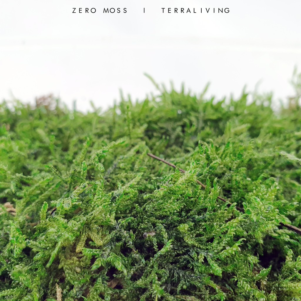 Carpet Moss Scientific Name Carpet Vidalondon