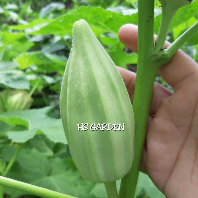 25 Biji Bendi Arab Seeds Fresh Seeds Okra Shopee Malaysia