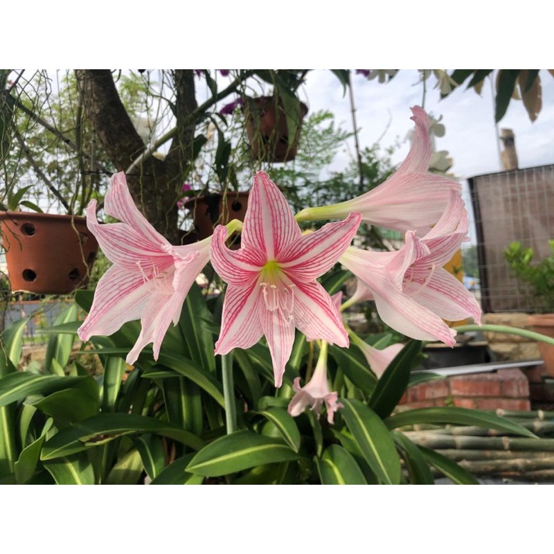 Buy Amaryllis Lily Belladona Seetracker Malaysia