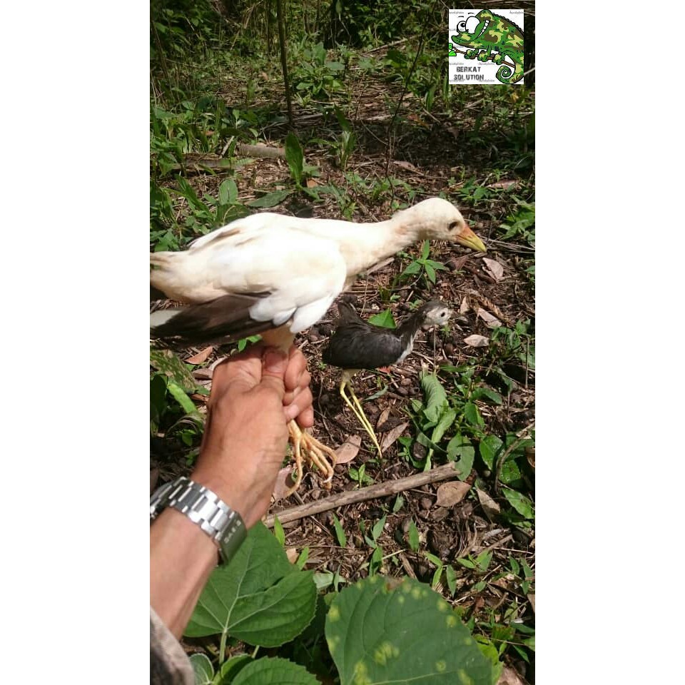 Patung Decoy Ruak Ruak Shopee Malaysia