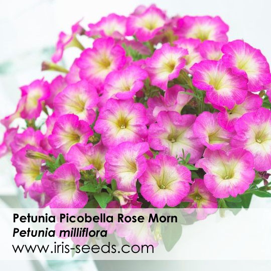 50 Pelleted Seeds Dreams Rose Morn Petunia Seeds