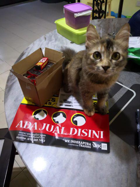 (RESELLER PROMO) 24pcs Cat Anti Flea Ubat Kutu Hama Kucing 
