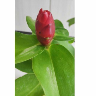 Buy Red Button Ginger Costus Woodsonie Setawar Halia Merah Bunga Gincu Seetracker Malaysia