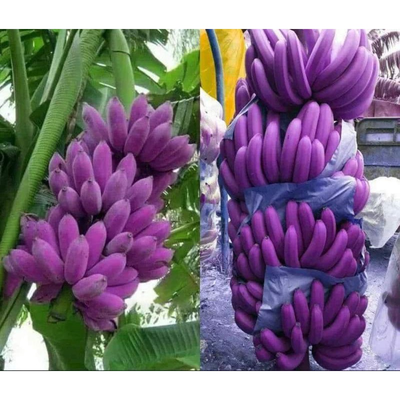 Purple banana real tree Shopee Malaysia