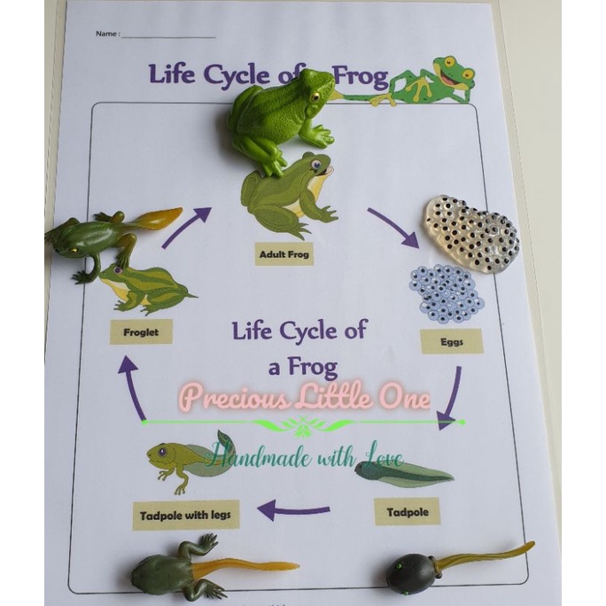 Early learning Toy Animal Life cycle Model Montessori Education, Early ...