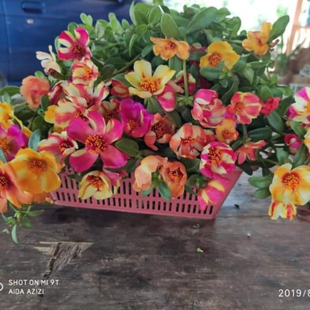  Bunga  rose jepun tulip  malaysia  Shopee Malaysia 