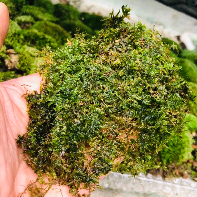 GPS Green Plant Society Aquatic Java moss carpet Shopee Malaysia