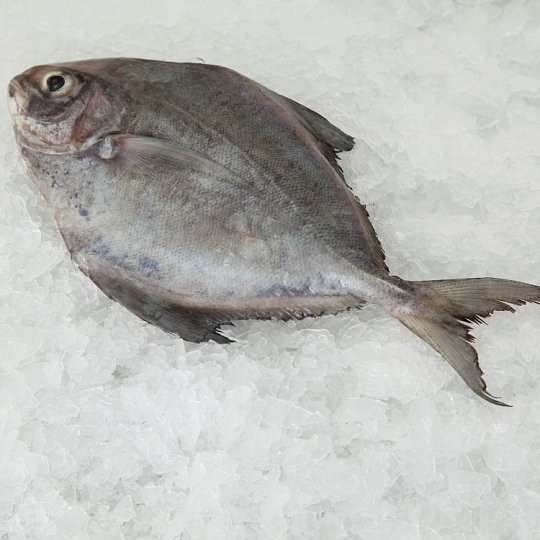 Frozen Cleaned Ikan Bawal Hitam 1kg Black Pomfret Fish Shopee Malaysia