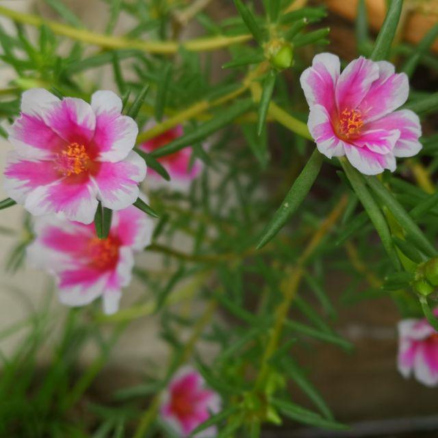 Rose Jepun Carnation Collection 太阳花九点花松叶易种植 Shopee Malaysia