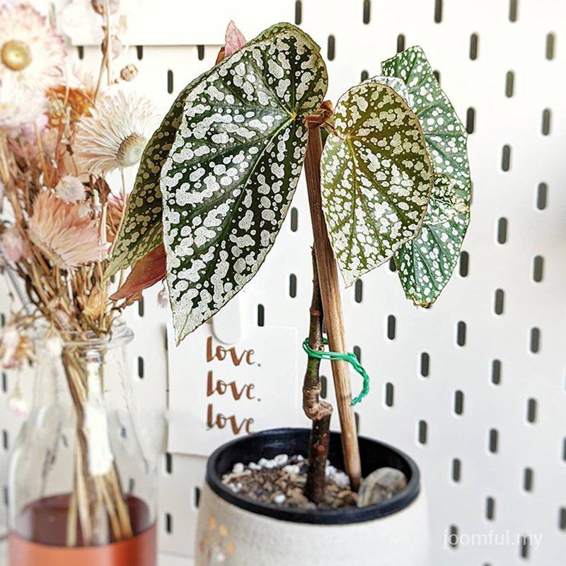 Durable Quality Uncover Botanical Elegance: Begonia Keladi Snow Capped Bonsai Perfect Your Garden! Purpose - Image 2