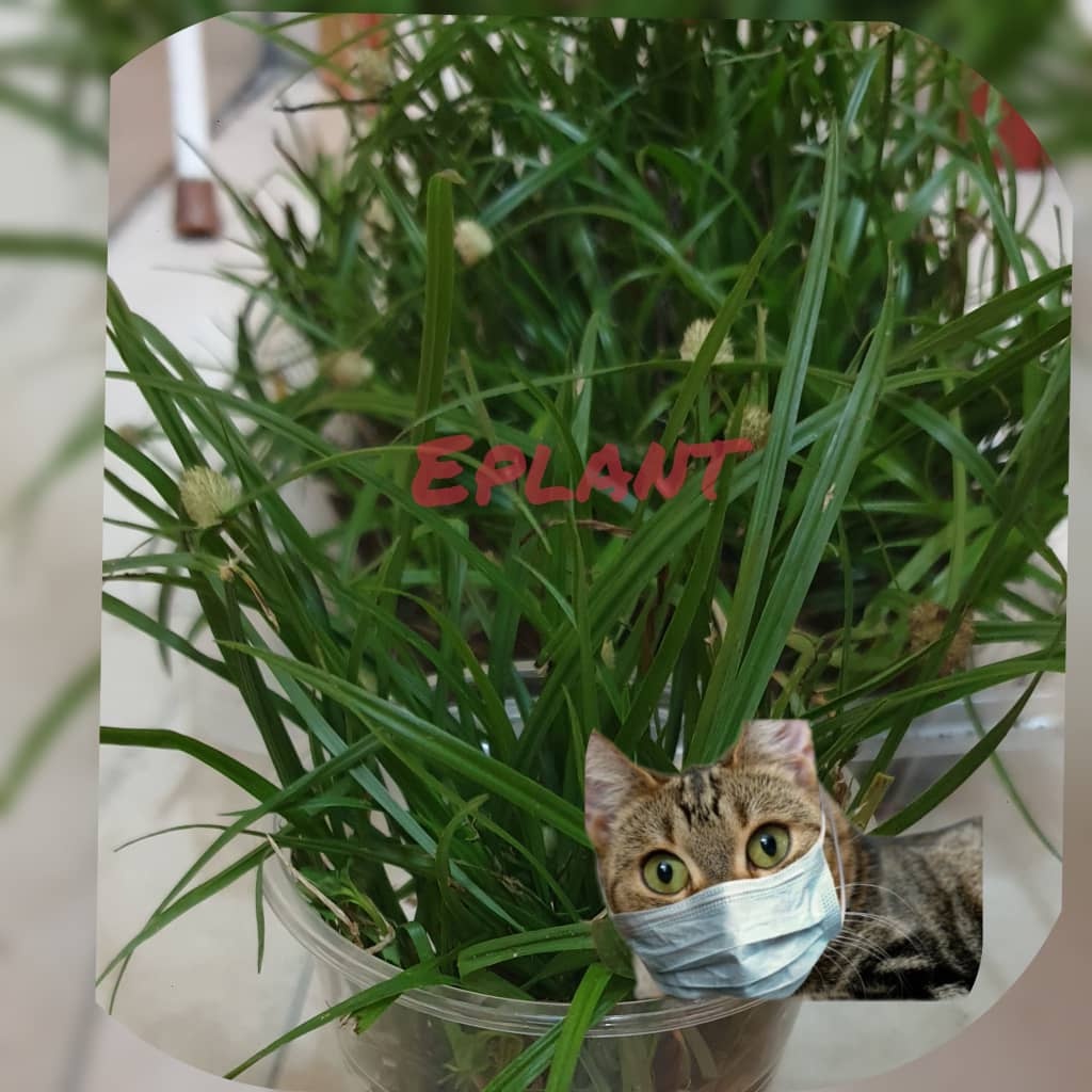 Rumput helikopter untuk kucing