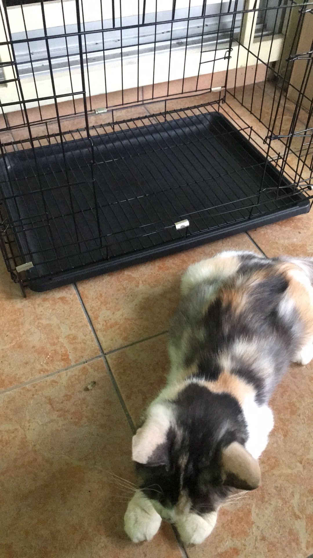 High Quality Cat Cage / Sangkar Kucing 1DOOR (PC500-A)  Shopee 