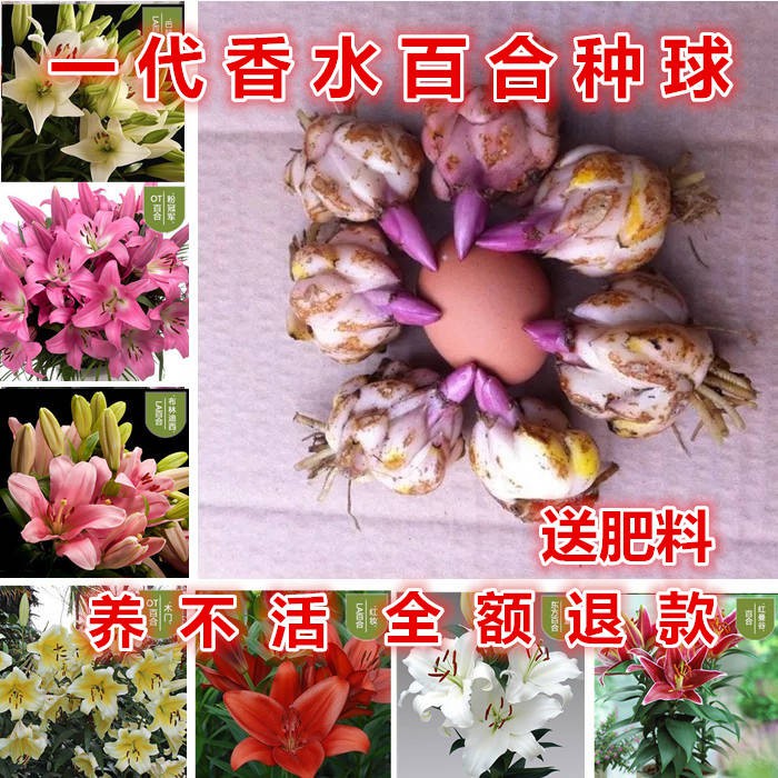 Seeds 四季种植香水百合种球盆栽百合花种子室内外阳台花卉 Shopee Malaysia