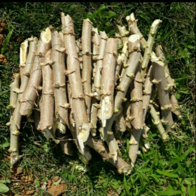 6 pcs keratan batang  ubi kayu  Shopee Malaysia