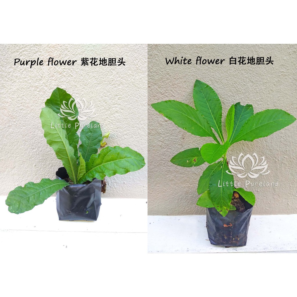 Buy Tapak Liman Elephantopus Scaber 地胆头 白花 紫花 Tutup Bumi Herb Herba Pokok Ubat 草药 Seetracker Malaysia