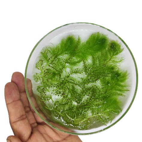 Utricularia Aurea | Rumpai Ekor Kucing | Rumpai Ekor Kuning | Aquatic