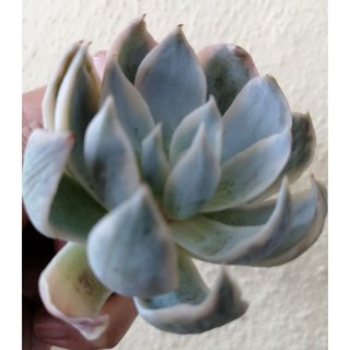 Succulent Plant Ready Stock多肉植物皮氏锦 Shopee Malaysia